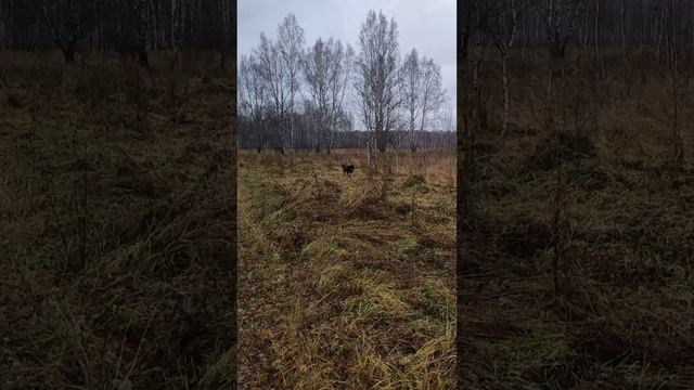 Канадский волк - гибрид. 4.11. 2024