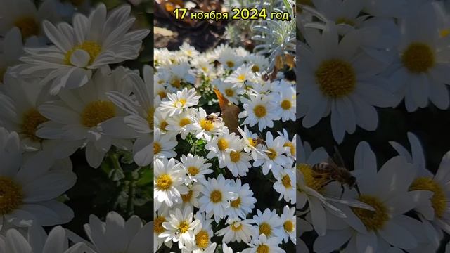17.11.24г.