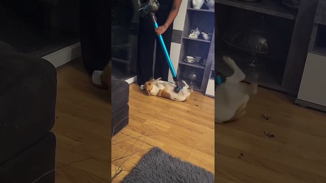 #смешное видео #приколы