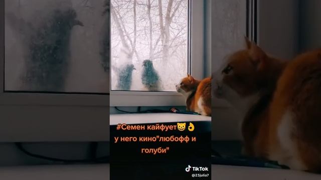 Привет! Семён 😺👏любофф и голуби