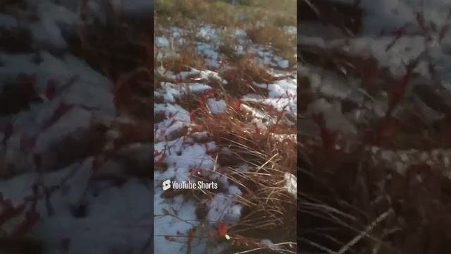 Собираю клюкву 2 января
