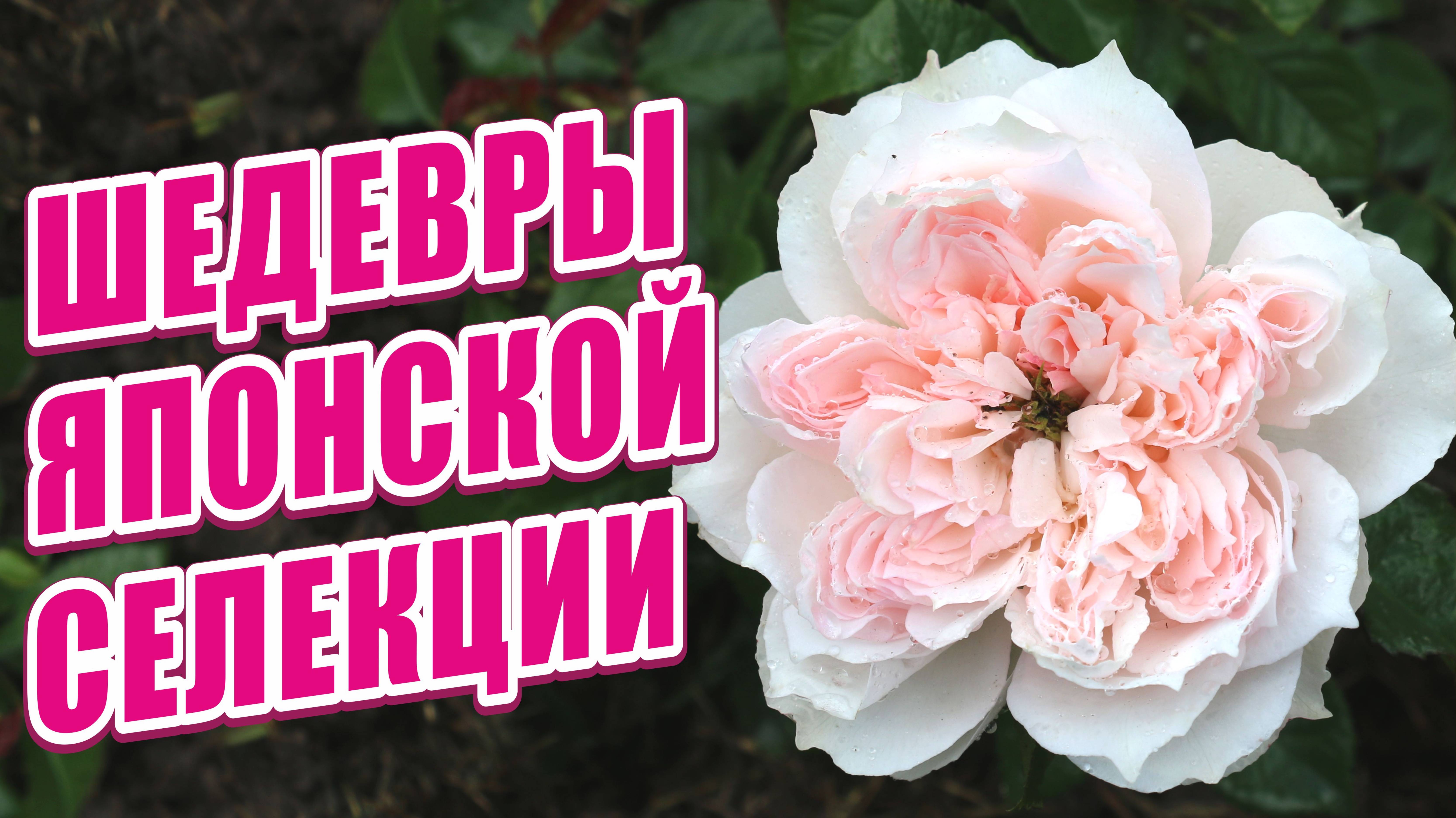 ШЕДЕВРЫ ЯПОНСКОЙ СЕЛЕКЦИИ. ЯПОНСКИЕ СОРТА РОЗ. ЯПОНСКИЕ РОЗЫ. РОЗЫ В САДУ. ОБЗОР СОРТОВ РОЗ