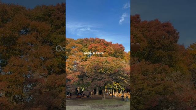 Осенний Токио, парк Йойоги 😍🍂  #япония  #токио  #осень  #путешествия