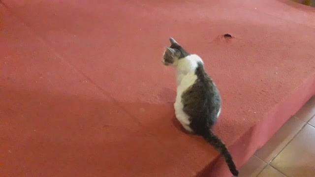 Кошки