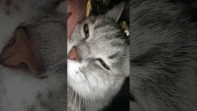 милая кошечка