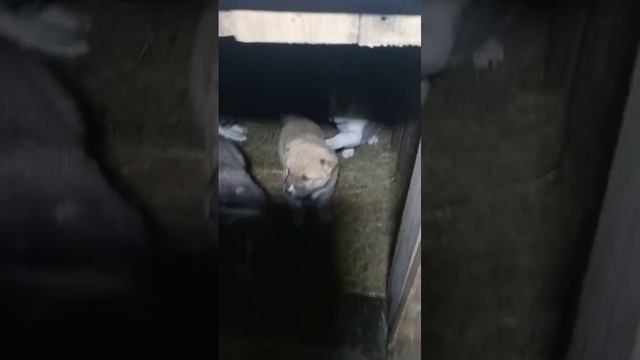 Алабай щенки 5 недель