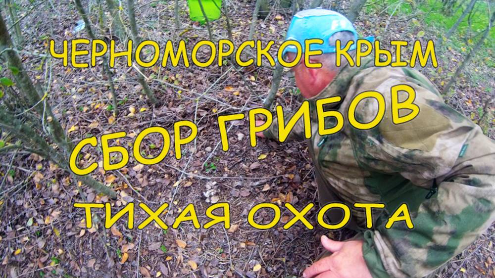 Тихая охота. Сбор грибов Мышата (рядовка) в Черноморском, Крым. Ноябрь 2024