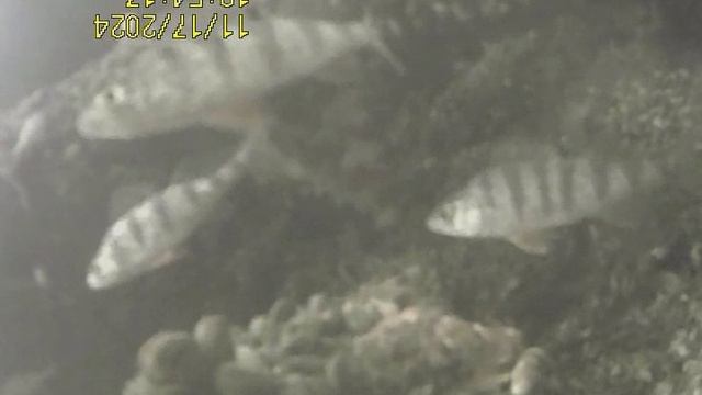 1000032811.mp4Волга гл 5м 17.11.2024г.
