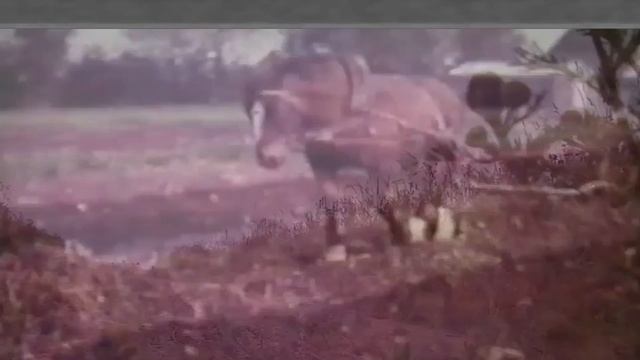 Как раньше убирали картофель в деревне.