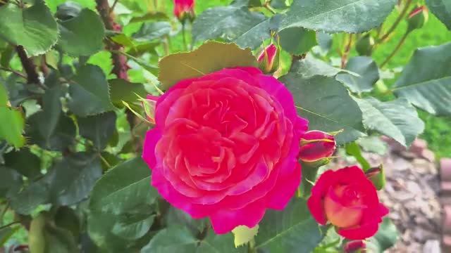 #Обзор роз на 30 июня 2024 г. 🌹Эта роза заслужила много внимания в прошлом сезоне!🌹