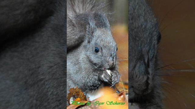 Igor Scherzo - Black Squirrels 1 (short)