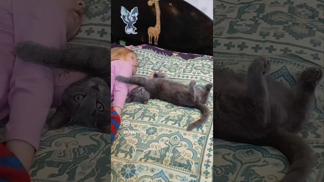 Симончик. совсем недавно попал под машину, но благодаря нашей любви уже идёт на поправку