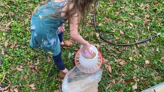 BACKYARD CHICKENS Start Here! | Homestead from Scratch| Chickens for Beginners