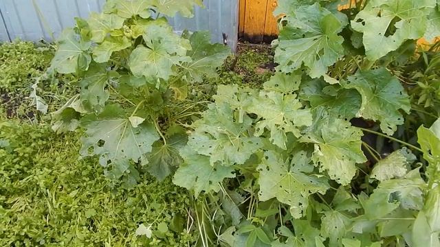 Град листья превратил в решето а жукам по фигу