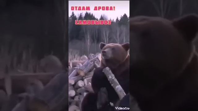 Медведь продаёт дрова😁