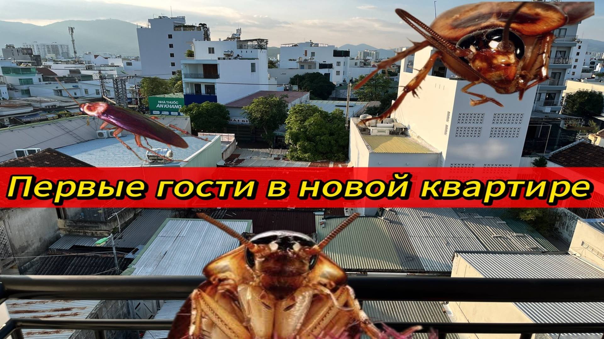 ЛЕТАЮЩИЙ ТАРАКАН в новой квартире. Травим таракана и муравьёв.