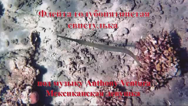 20. Флейта голубопятнистая свистулька под музыку Anthony Ventura Мексиканская девушка