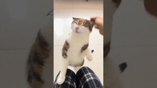 А ну гладь давай!