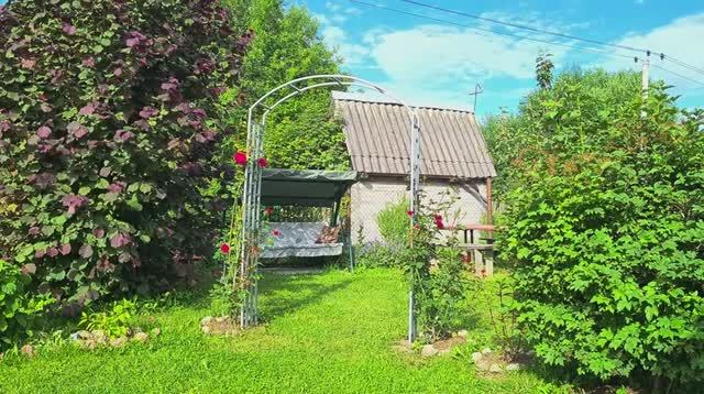 #Цветут розы Папа Джованни, Сурир де Перигё, Принцесса Анна, Абрахам Дерби, Крокус Роуз и др.