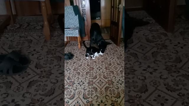 Нюшу очень заинтересовало что кушает Чернуша, но Чернуша решила не делиться... Жалко ;-)
