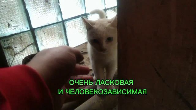 ищут ручки
