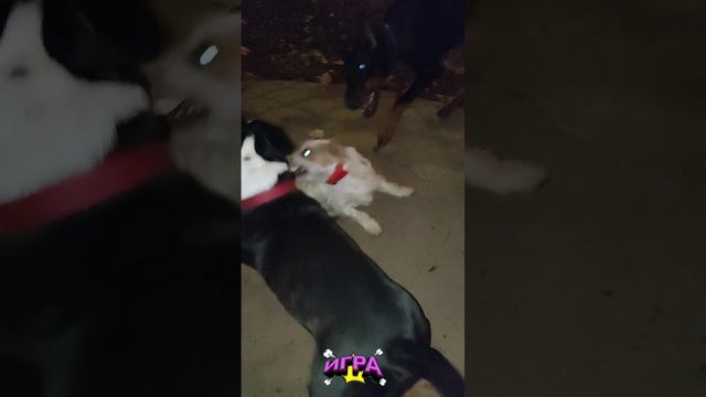 Собака бывает кусачей 🐶 #стаффи #доберман #джекрассел #драка #бой #игра #смешные #кусают #бегают