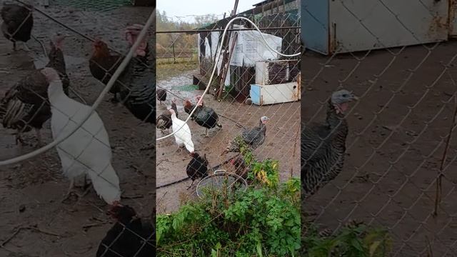 гуляют под дождём