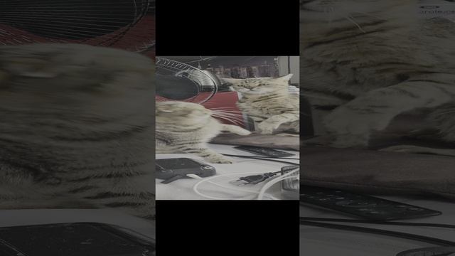 СОРЕВНОВАНИЯ ПО ПОЩЕЧИНАМ