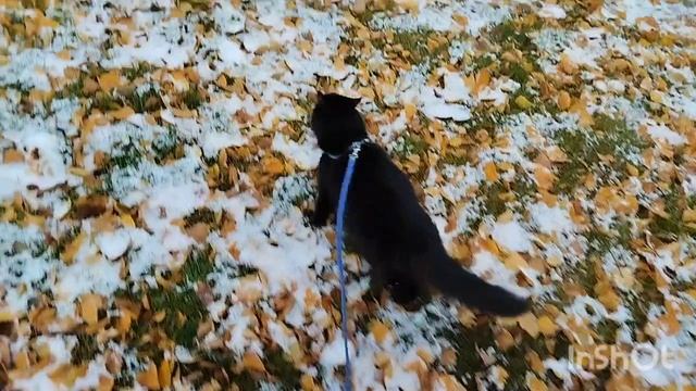 Гуляем с кошечками около дома, на первом снежку