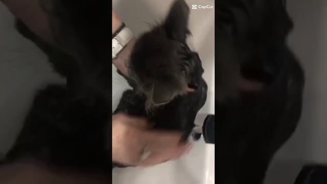 lv_6974778439781862658_20241117120517.mp4
Соню моют 🐈