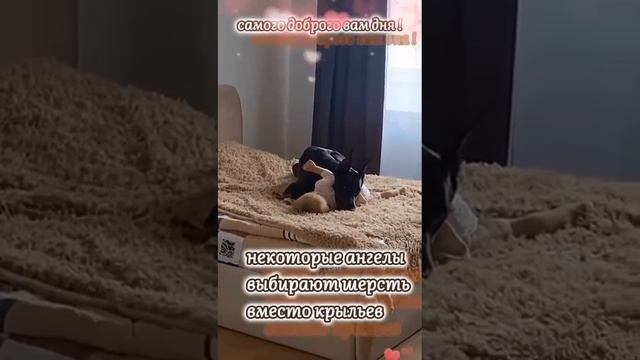 Домашние животные🐵🐔🐶🐷