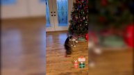 😹Очень смешные коты_Смешные коты 2024 года_ Приколы с котами🐈