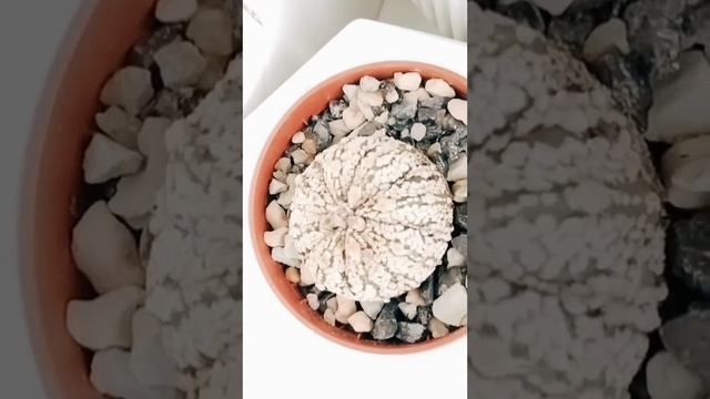 🆕🌵Astrofitum Asturias 🤗