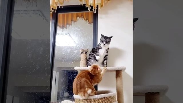 коты