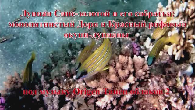 19. Луциан Сине-золотой и его собратья- монопятнистый Дори и красный рифовый окуни-луцианы