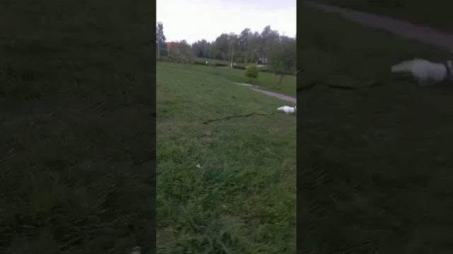 Уму разуму молодняк учит.