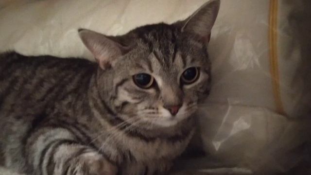 Три факта о кошках