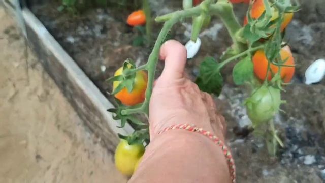 💁 Шикарные томаты🍅,..💁сажаю их всегда