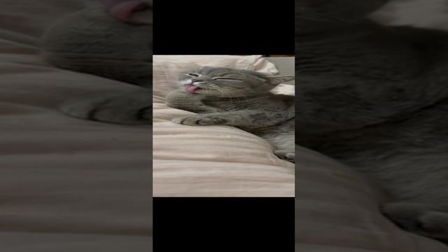 мой любимый кот пряник