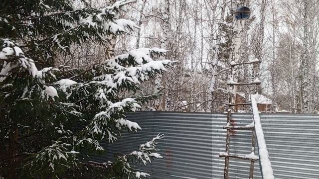 зову в дом на орехи