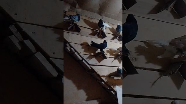 scene_output.mp4