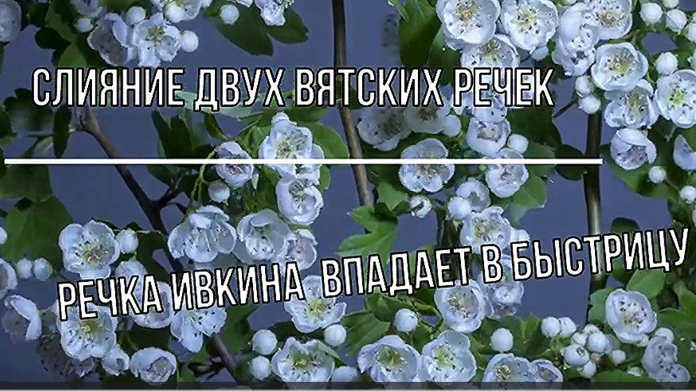 Река Ивкина и Быстрица. К.-Чепецкий район. Вятка