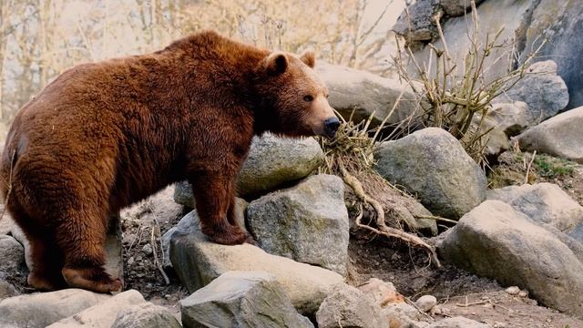 Медведи Камчатки  Какие они