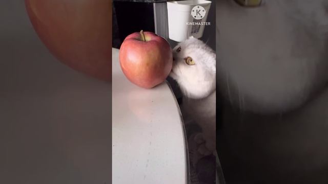 🐈🍎