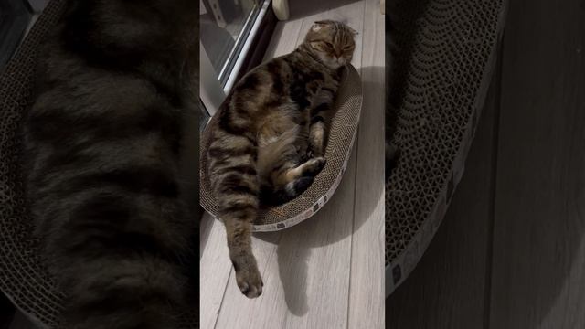 Шотландская вислоухая кошка 🐱