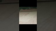 лысая кошка.mp4