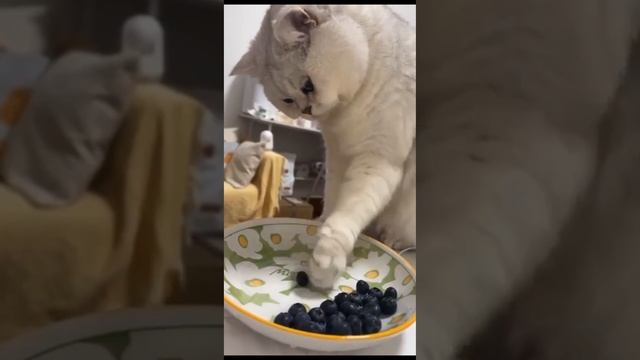 Веселые видео с котиками #12🤪
