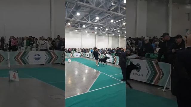 Лури отлично RCAC Евразия 17 ноября