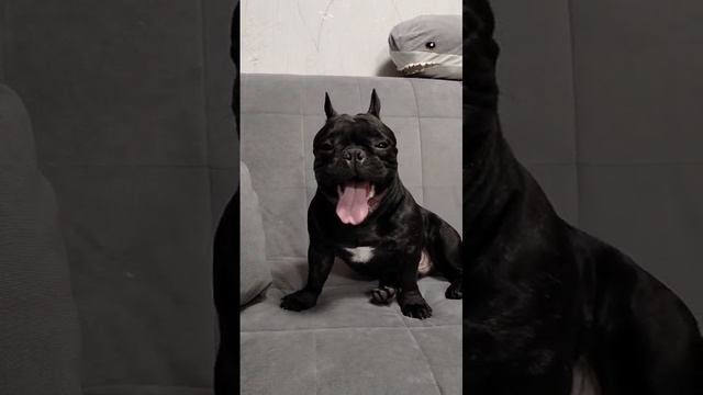 Видео WhatsApp 2024-11-17 в 16.51.58_96fe8862