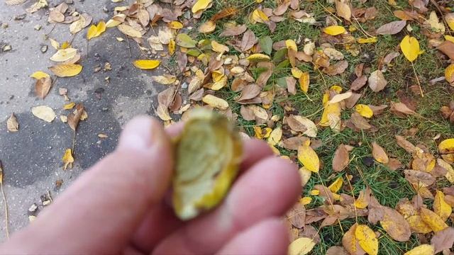 Созревание грецкого ореха в ближнем подмосковье